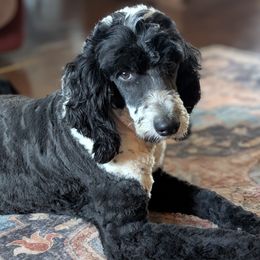 Sheepadoodle puppies from Ohio Valley Sheepadoodles