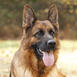 Shakira - German Shepherd