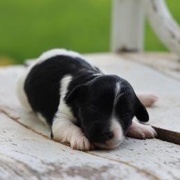 Bella - Black female Whoodle puppy in West Bend, Iowa from Blue Skies Terriers