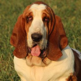 X-Bull - Basset Hound
