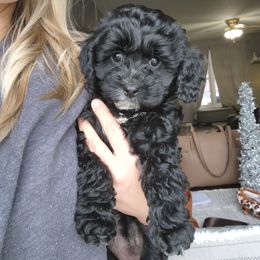 Cavapoo Puppies from Sharices Cavapoos