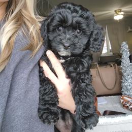 Cavapoo Puppies from Sharices Cavapoos