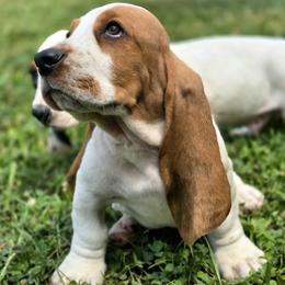 John Deere - Lemon and white male Basset Hound puppy in West Chester, Ohio from Bed-N-Bassets