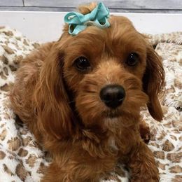 Cavapoos and Goldendoodles from Carmel Classy Doodles