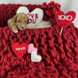 Goldendoodle Puppies from Maryland Designer Doodles