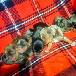 Yorkshire Terrier puppies from Bella Gail Kennels