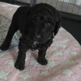 CAPONE - Black male Poodle puppy in Aurora, Colorado from Simply Amazing Doodles