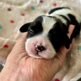 Snoopy - Black and white male Cavatzu puppy in Turlock, California from Charming Woofs