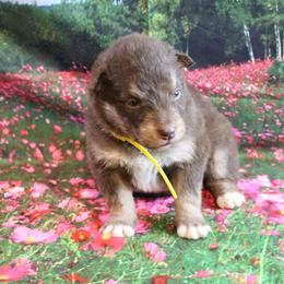 Alaskan Malamute Puppies from New River Valley Malamutes