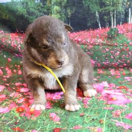 Alaskan Malamute Puppies from New River Valley Malamutes
