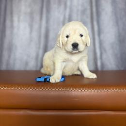 Male Pick 3 - Light golden male Golden Retriever puppy in Piedmont, South Carolina from The Farm at Saluda Ridge