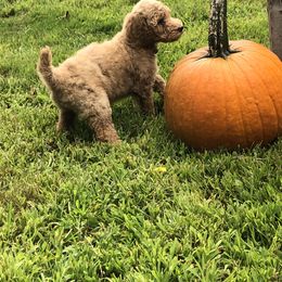 Poodle Puppies from Hidden Treasures Farm LLC
