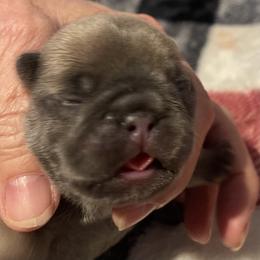 French Bulldog Puppies from Blue Ribbon French Bulldogs