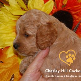 Cockapoo Puppies from Chesley Hill Cockapoos