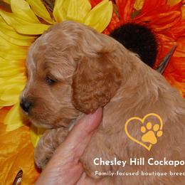 Cockapoo Puppies from Chesley Hill Cockapoos