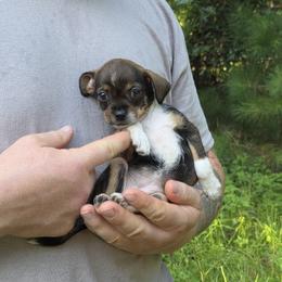 Dancer - female Chihuahua puppy in East Camden, Arkansas from RoyAl