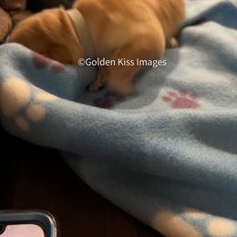 Golden Retriever Puppies from Golden Kiss Retrievers