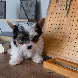 Goose - Parti male Yorkshire Terrier puppy in Clarksburg, Indiana from Hidden Gems Parti Yorkies