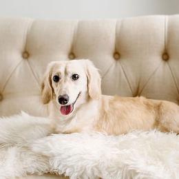 Dachshund puppies from English Cream Dachshunds
