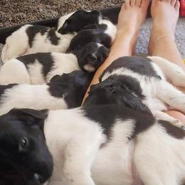 Stabyhoun Puppies from Kennel fan de Wiide Mar Stabyhouns