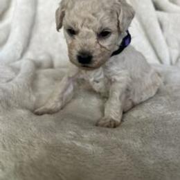 Poodle Puppies from J'Adore Doodles