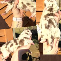Mr Goodbar - Chocolate brindle male Great Dane puppy in Wellsville, New York from Prophecy Danes