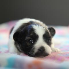 Mi-Ki Puppies from Phantastic Mi-kis