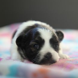 Mi-Ki Puppies from Phantastic Mi-kis