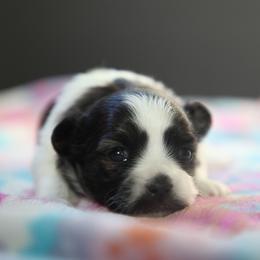 Mi-Ki Puppies from Phantastic Mi-kis