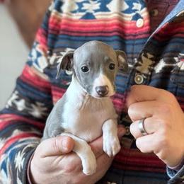 Girl 1 - Blue female Italian Greyhound puppy in Sugar Valley, Georgia from Pinnacle Farm and Kennel