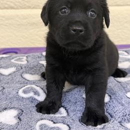 Black female u - Black female Labrador Retriever puppy in Edgefield, South Carolina from Backwoods Pond Labradors LLC