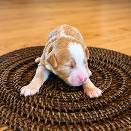 Zero - Red male Bernedoodle puppy in Springville, Utah from Oodles of Bernedoodles