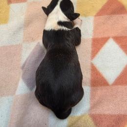 Velour - Black and white female Cardigan Welsh Corgi puppy in Bland, Missouri from Shadey Lane Corgis