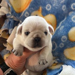 Boy 2 - White male Pug puppy in Norborne, Missouri from Pug Palace