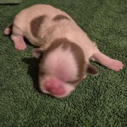 Lavender Parti girl - Lilac female Shih Tzu puppy in Newark, Ohio from Gemini Kennels