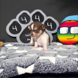 Little man Bandit - Chocolate and white male Chihuahua puppy in Leesburg, Florida from Mystic Angels Chihuahuas