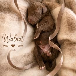 Walnut - Chocolate male Goldendoodle puppy in Miami, Florida from Jade’s Paws & Co. Of Miami LLC