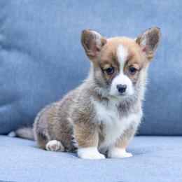 Echo - Sable male Pembroke Welsh Corgi puppy in Narvon, Pennsylvania from Corgi Companions