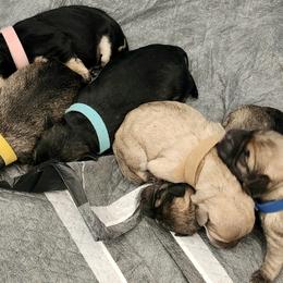 Schnoodle puppies from Smart Schnauzers & Schnoodles