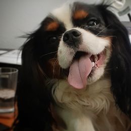 Cavalier King Charles Spaniels from Lavender Delight Cavaliers