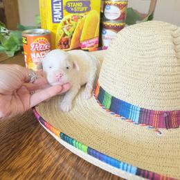 Nacho - Parti female Goldendoodle puppy in Cherry Tree, Pennsylvania from Plum Creek Acres Next Generation