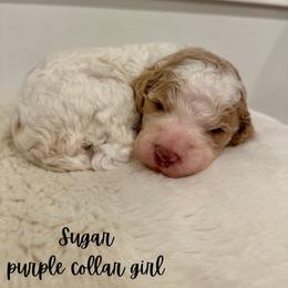 Sugar - Parti female Goldendoodle puppy in Taylorsville, North Carolina from Doggone Dixie Doodles