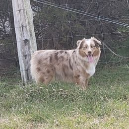 Summer - Miniature Australian Shepherd