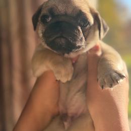 Kevin - Fawn male Pug puppy in Damascus, Maryland from Elly & Junior’s Legacy