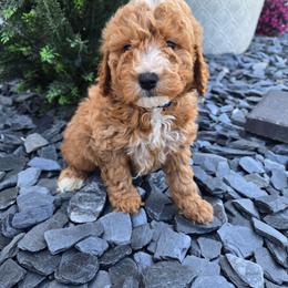 Luca - Red  male Goldendoodle puppy in Archbold, Ohio from Wurster's Mini Wee Doodles