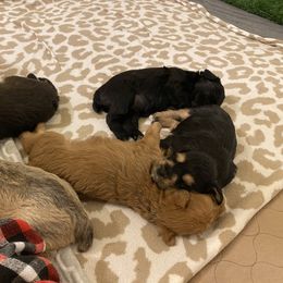 Schnoodle Puppies from Noodle Tings Puppies