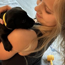 Patterdale Terrier Puppies from Oakleaf Ranch