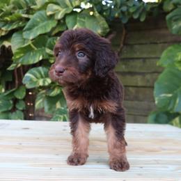 Nova - Phantom female Goldendoodle puppy in Palmetto Bay, Florida from SOMIDOODLES