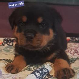 Girl 3 - Black and mahogany female Rottweiler puppy in De Witt, Iowa from Irish Eyes Kennels