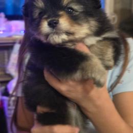 Hazelnut - Black and tan male Pomeranian puppy in Buckeye, Arizona from BL Poms Heaven